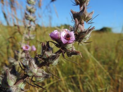 Sopubia karaguensis, photographed by i_c_riddell