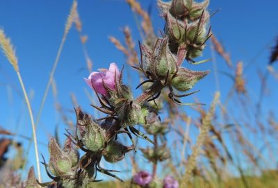 Sopubia karaguensis, photographed by i_c_riddell