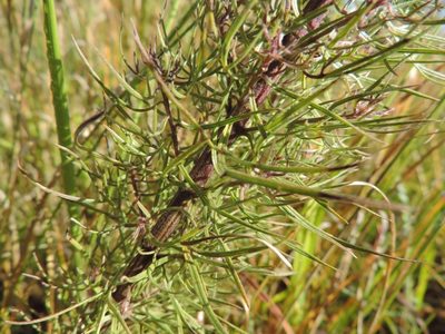 Sopubia karaguensis, photographed by i_c_riddell