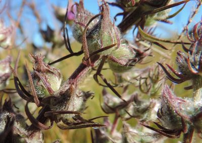 Sopubia karaguensis, photographed by i_c_riddell