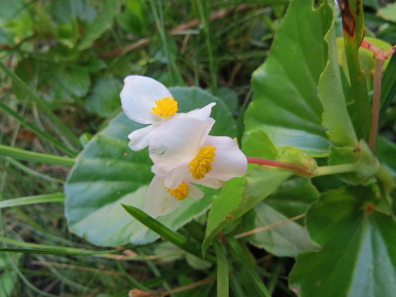 Begonia cucullata, photographed by Rafael Tosi