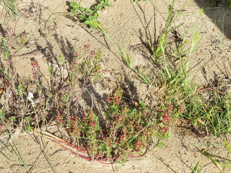 Chenopodium retusum, photographed by Rafael Tosi