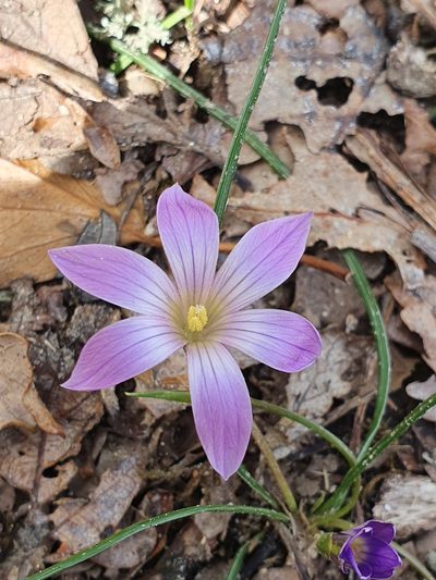 Romulea ligustica, photographed by Mehdi Chetibi