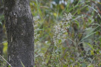 Blumea sinuata, photographed by Dinesh Valke
