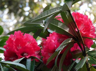 Rhododendron arboreum, photographed by Jagdish Singh Negi