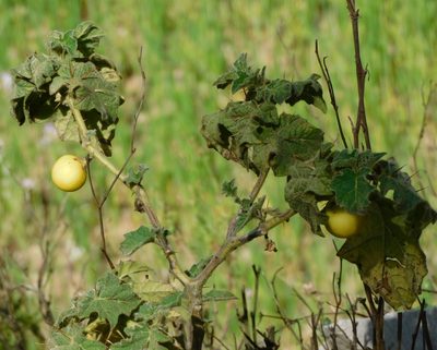 Solanum viarum, photographed by Jagdish Singh Negi