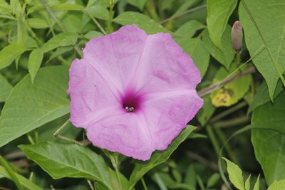 Ipomoea jalapa, photographed by Juan Cruzado Cortés
