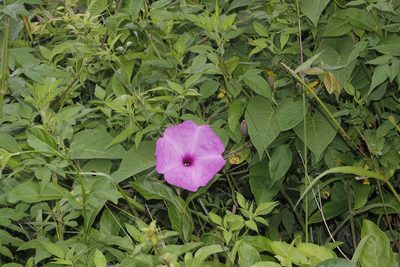 Ipomoea jalapa, photographed by Juan Cruzado Cortés