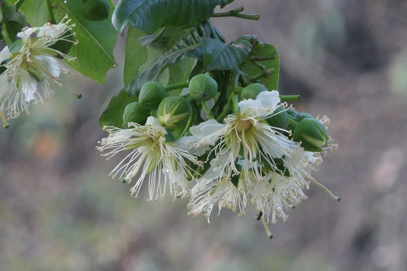 Duabanga grandiflora, photographed by Dinesh Valke