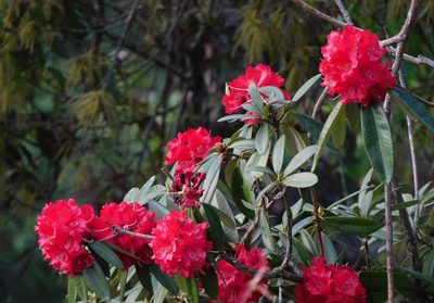 Rhododendron arboreum, photographed by Jagdish Singh Negi