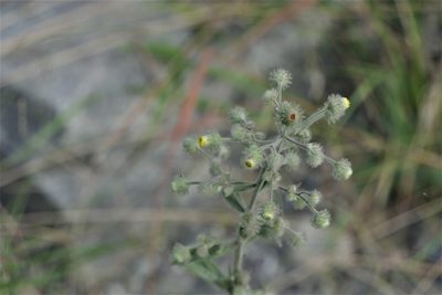 Blumea sinuata, photographed by Dinesh Valke