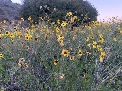 Encelia californica, photographed by Kristen Francis