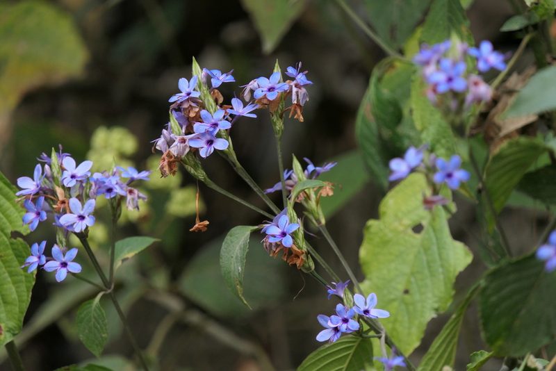 Eranthemum pulchellum, photographed by Dinesh Valke