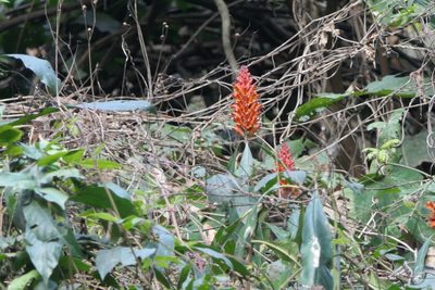 Phlogacanthus thyrsiformis, photographed by Dinesh Valke