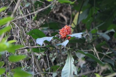 Phlogacanthus thyrsiformis, photographed by Dinesh Valke