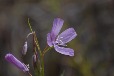 Clarkia dudleyana, photographed by Jay Pruett