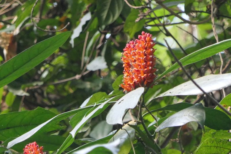 Phlogacanthus thyrsiformis, photographed by Dinesh Valke