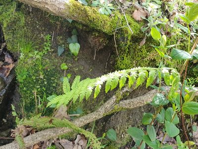 Polystichum setiferum, photographed by Mehdi Chetibi