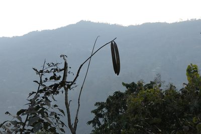 Oroxylum indicum, photographed by Dinesh Valke