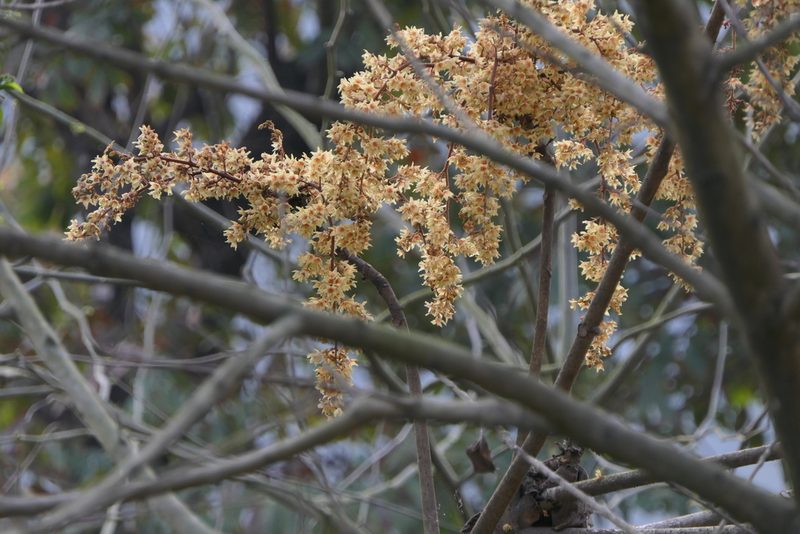 Sterculia villosa, photographed by Dinesh Valke