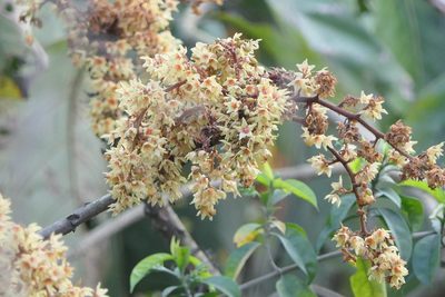 Sterculia villosa, photographed by Dinesh Valke