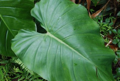 Philodendron schottianum, photographed by Loren Cassin Sackett