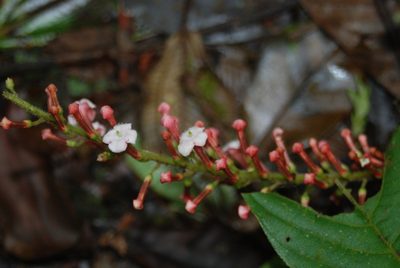 Gonzalagunia rosea, photographed by Loren Cassin Sackett