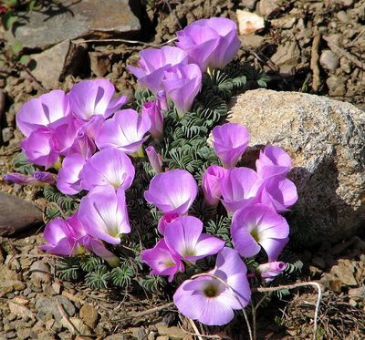 Oxalis adenophylla, photographed by Hugo Hulsberg