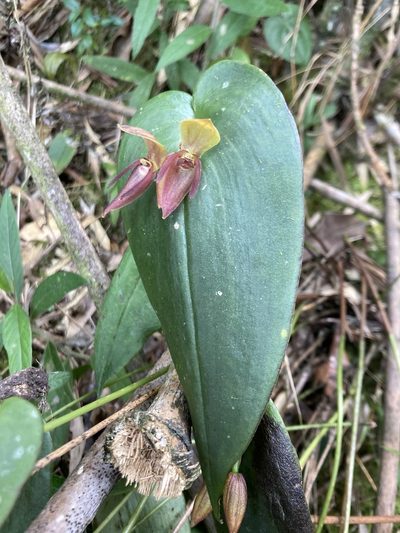Pleurothallis adonis, photographed by julianazuluaga-carrero
