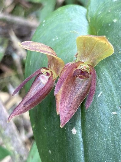 Pleurothallis adonis, photographed by julianazuluaga-carrero