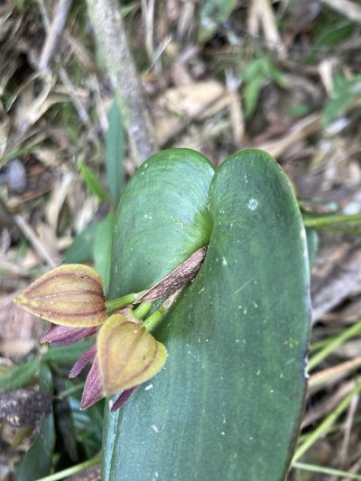 Pleurothallis adonis, photographed by julianazuluaga-carrero