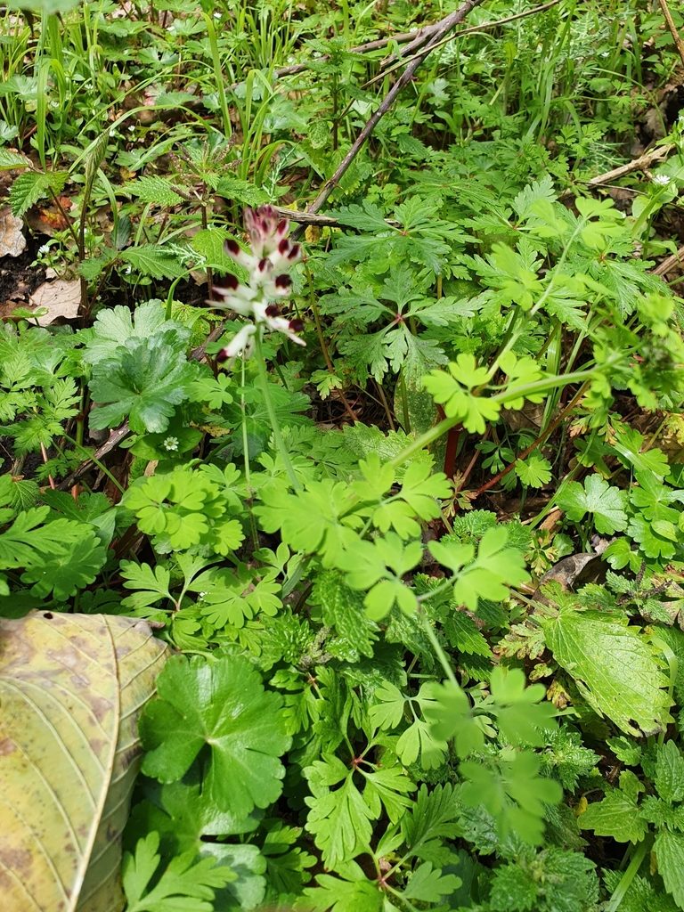 Fumaria flabellata, photographed by Mehdi Chetibi