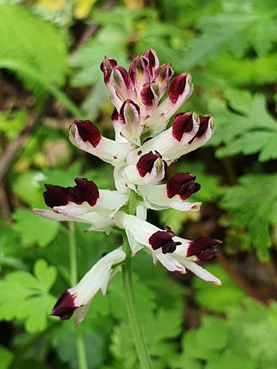 Fumaria flabellata, photographed by Mehdi Chetibi