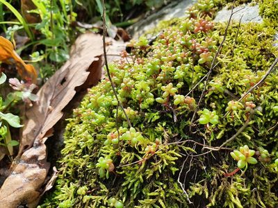 Sedum caeruleum, photographed by Mehdi Chetibi