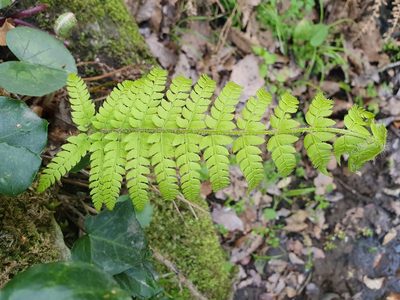 Polystichum setiferum, photographed by Mehdi Chetibi