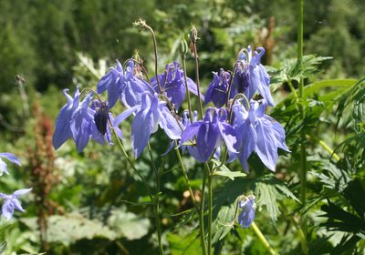 Aquilegia olympica, photographed by Oleg Kosterin