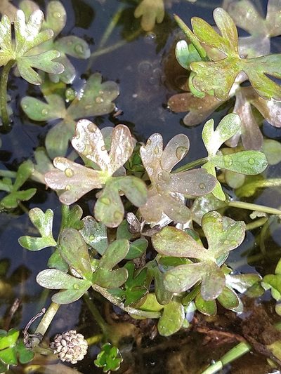 Ranunculus fuegianus, photographed by Pablo