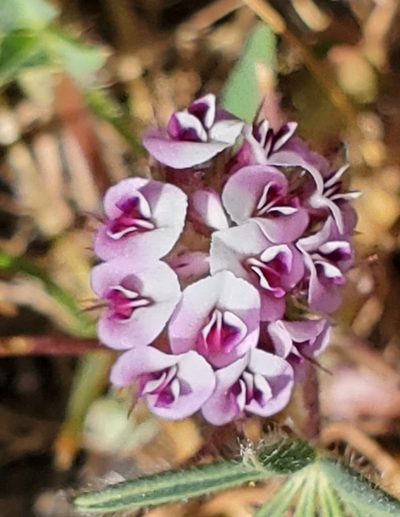 Trifolium grayi, photographed by Mary K. Hanson