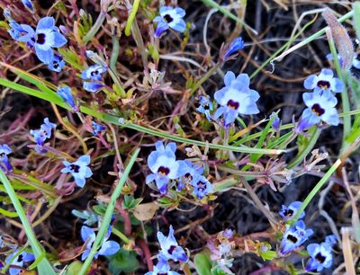 Downingia concolor, photographed by Mary K. Hanson