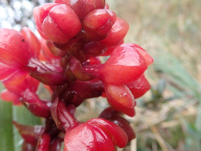Epidendrum ariasii, photographed by Nolan Exe