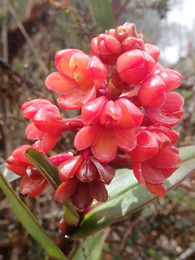 Epidendrum ariasii, photographed by Nolan Exe