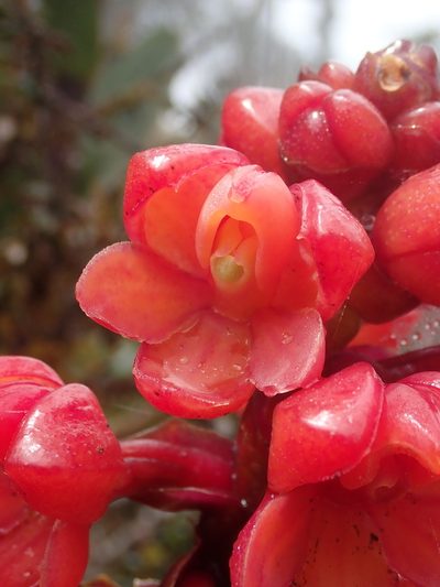Epidendrum ariasii, photographed by Nolan Exe