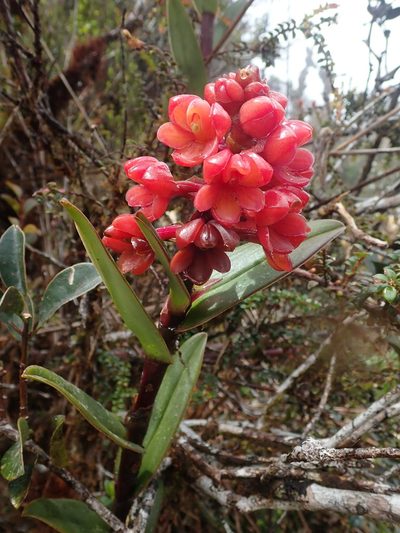 Epidendrum ariasii, photographed by Nolan Exe