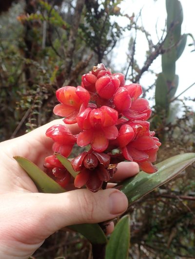 Epidendrum ariasii, photographed by Nolan Exe