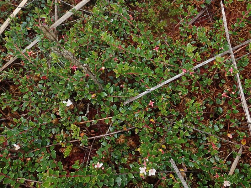 Myrteola nummularia, photographed by Nolan Exe