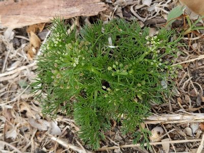 Cyclospermum leptophyllum, photographed by Vasily Reinkymov
