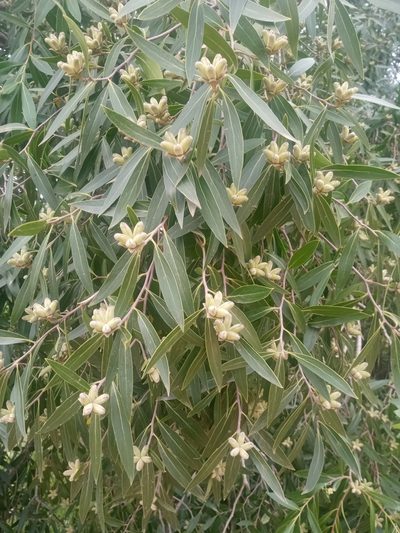 Quillaja lancifolia, photographed by Sergio Olalde