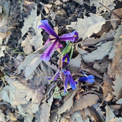 Iris reticulata, photographed by Mohammad Sohrabi