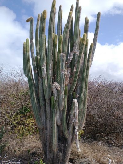 Pilosocereus curtisii, photographed by Natalie Waddell-Rutter