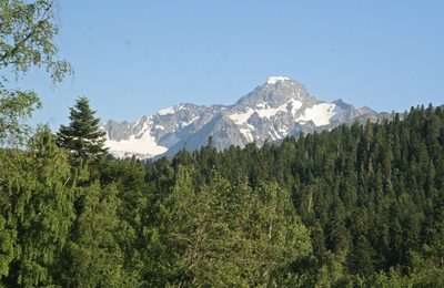 Picea orientalis, photographed by Oleg Kosterin